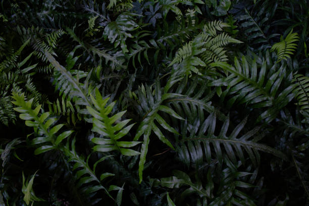 istock green leaves dark tone 1197983273