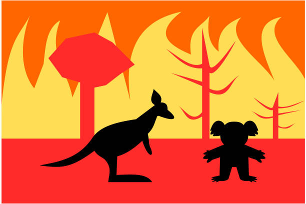 istock The silhouette of kangaroo and koala is experiencing wildfire in Australia 1197983331