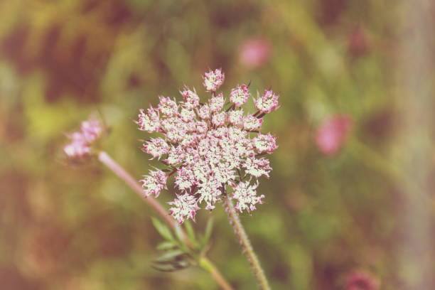Soft Vintage Style Queen Ann Lace Wildflowers Close-Up in Full Frame.
