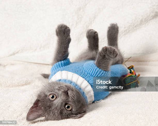 Lying Kitten With Christmas Gift Stock Photo - Download Image Now - Animal, Christmas, Christmas Decoration