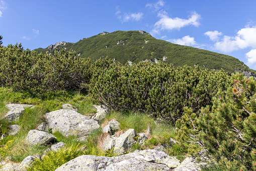 Landscape with green hills around The Camel peak, Rila Mountain, Bulgaria