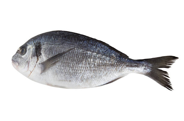 istock Fresh dorado isolated on a white background. 1197985212