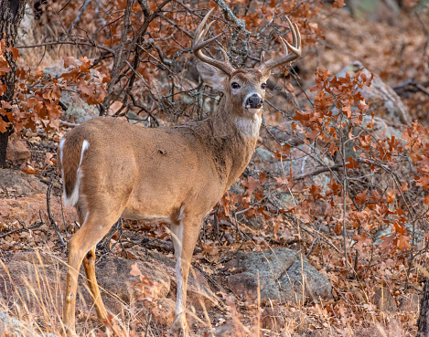 A Male White-tailed Deer during the rut in Southwest Oklahoma