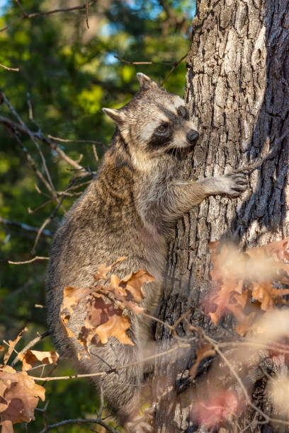 istock Racoon in the forest 1197986050