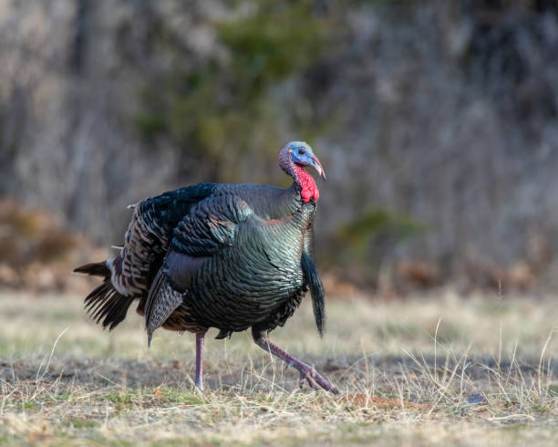 istock A male turkey strutting in the forrest 1197986154