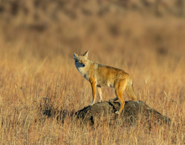 Coyote standing on a rock stock photo