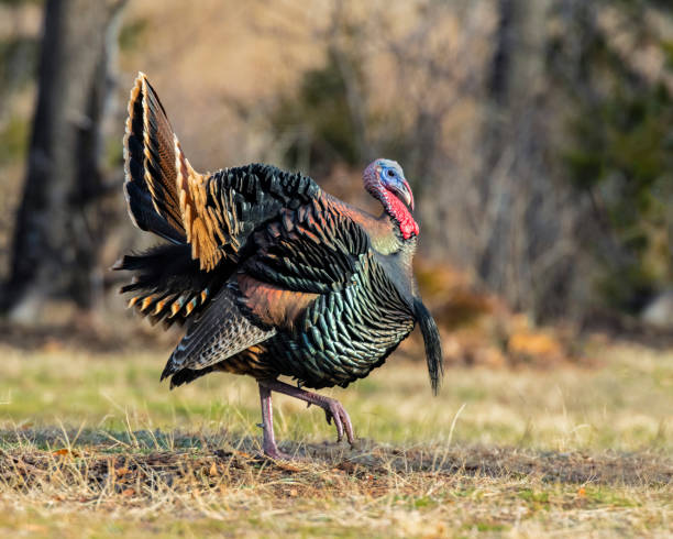istock A male turkey strutting in the forrest 1197986188