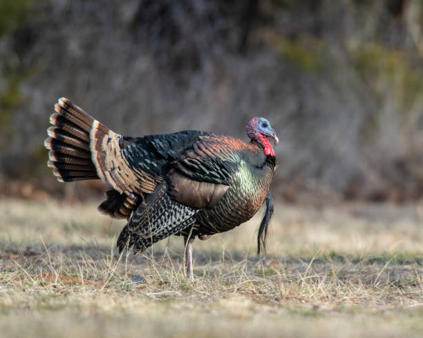 istock A male turkey strutting in the forrest 1197986196