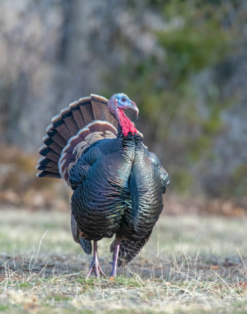 istock A male turkey strutting in the forrest 1197986249
