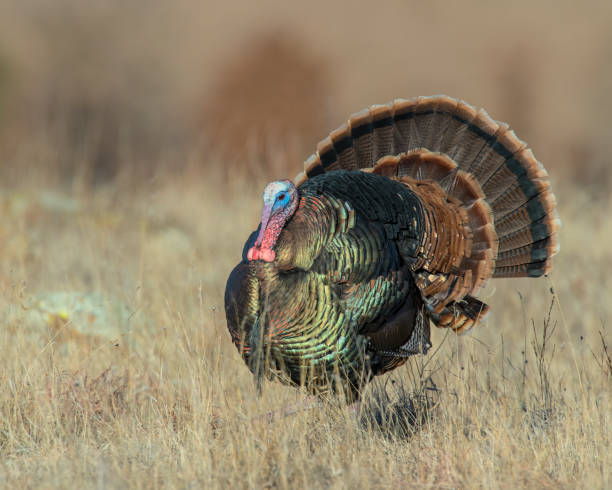 istock A male wild Turkey displaying in a field 1197986282