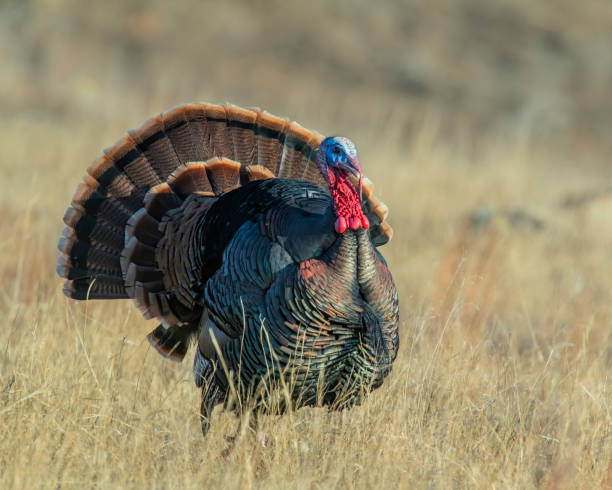 istock A male wild Turkey displaying in a field 1197986288