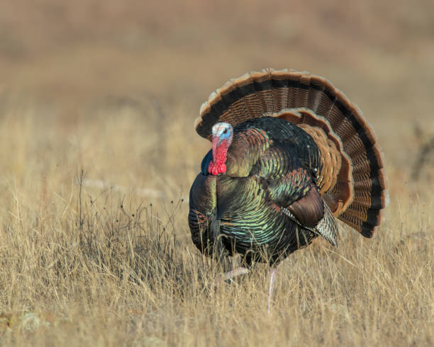 istock A male wild Turkey displaying in a field 1197986289