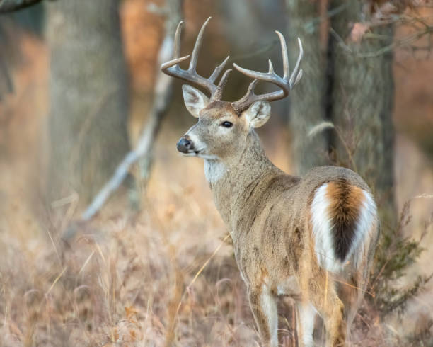 Male White-tailed Deer stock photo