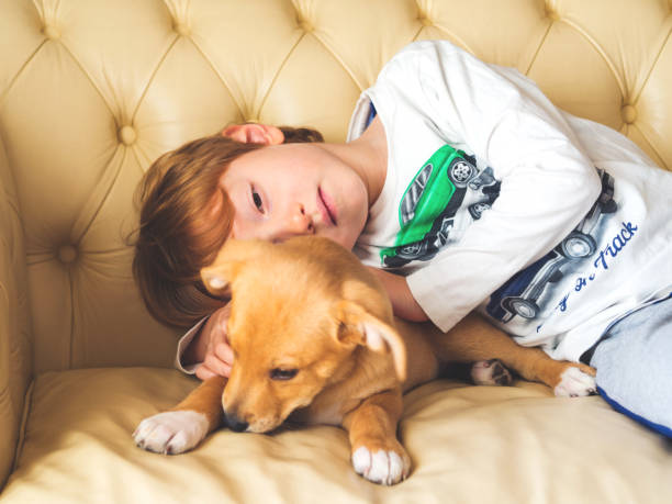 garotinho loiro brincando com seu cachorrinho no sofá - crossbreeding - fotografias e filmes do acervo