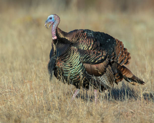 istock A male wild Turkey displaying in a field 1197986874