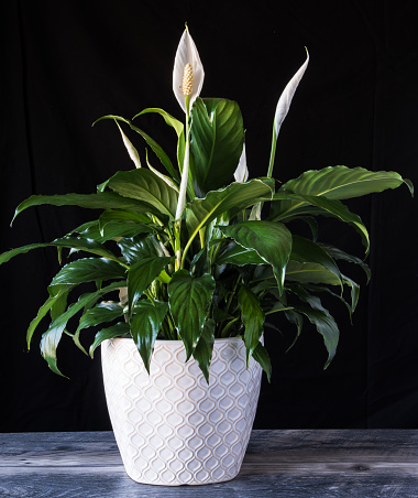 Peace Lily in white flower pot on wood with black background. spathiphyllum houseplant for Valentines Day