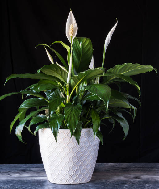 Peace Lily in white flower pot on wood with black background. spathiphyllum houseplant for Valentines Day Peace Lily in white flower pot on wood with black background. spathiphyllum houseplant for Valentines Day peace lily photos stock pictures, royalty-free photos & images