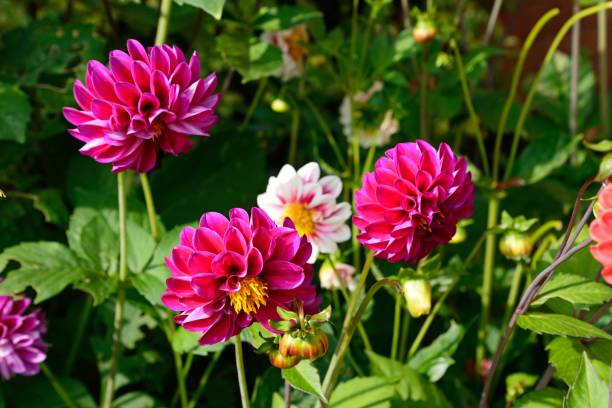 istock Assorted Dahlia plants growing in summertime, UK. 1197989842