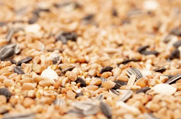 Birdfood - Mixed seeds, grain, nuts and corn, isolated
