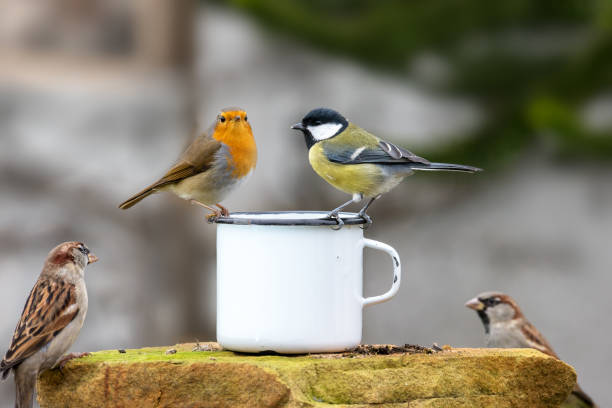 tres pájaros sentados en el borde de una taza de estata - alimentar fotos fotografías e imágenes de stock