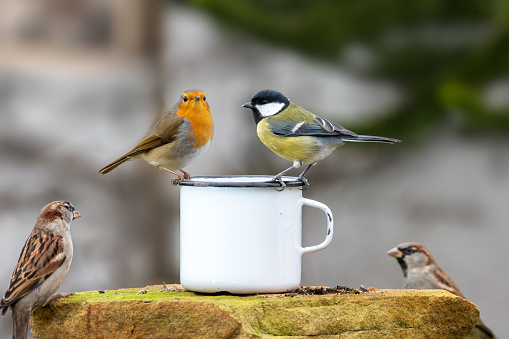 Three birds sitting on the edge of a tin cup against a blurred background