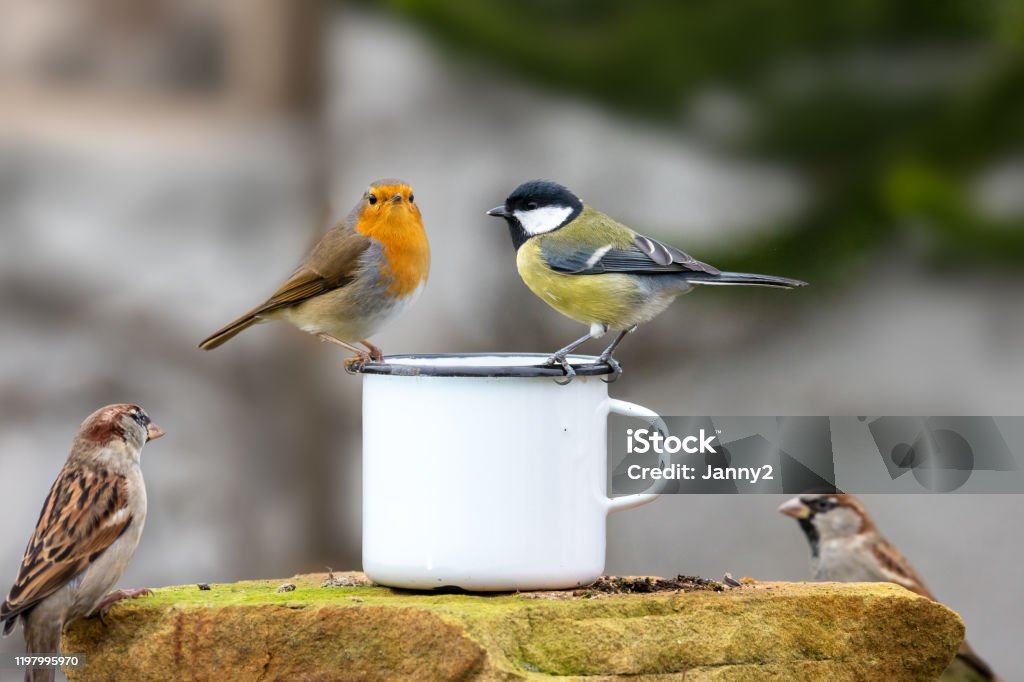 Three birds sitting on the edge of a tin cup Three birds sitting on the edge of a tin cup against a blurred background Bird Stock Photo
