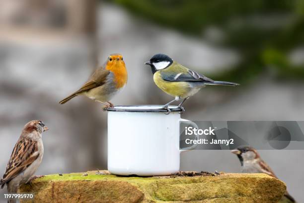 Three Birds Sitting On The Edge Of A Tin Cup Stock Photo - Download Image Now - Bird, Vegetable Garden, Feeding