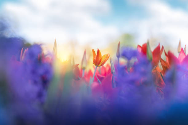 istock Colorful Tulip Field 1197996054