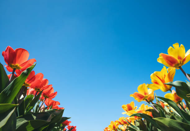 Red and yellow tulip field in Holland. View from below.
