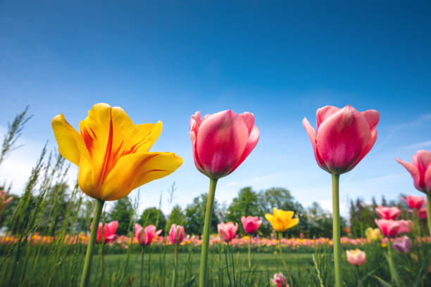 Multi colored tulip field.