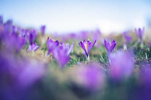 Mountain meadow full of blooming crocus flowers.