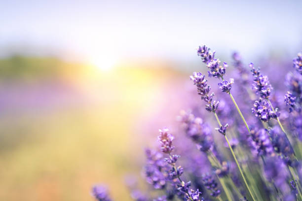 campo di lavanda in estate - lavender coloured foto e immagini stock