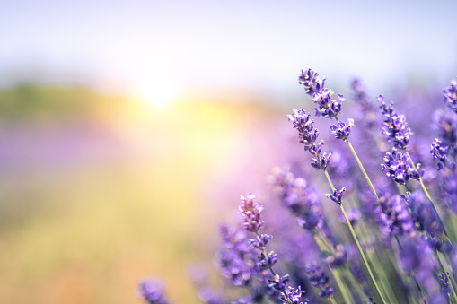 Lavender Field In Summer