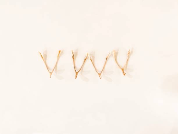 istock Collection of Wishbones 1197996351