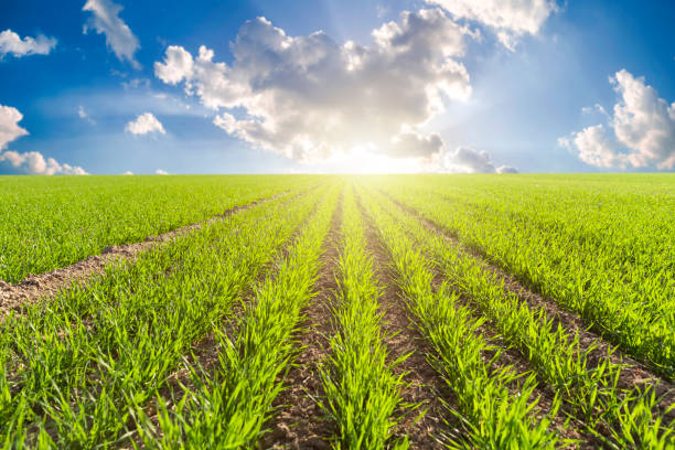 Seedling, Corn - Crop, wheat, Dirt, Lawn,sprout,growth
