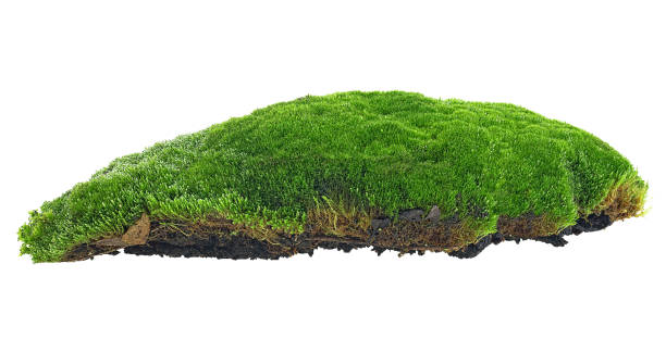 istock Green forest moss on soil isolated on a white background. Image without shadow. 1197997161