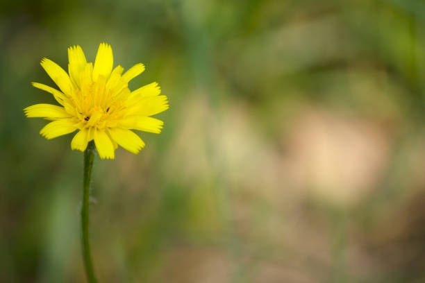 Beautiful yellow flowers aposeris foetida.space for your text.