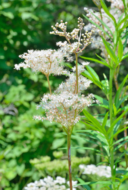 istock Blossoming meadow-sweet 3 1197997305