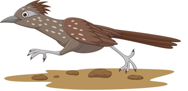 ilustrações, clipart, desenhos animados e ícones de pássaro do roadrunner dos desenhos animados que funciona na estrada - roadrunner