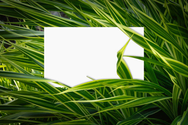istock Flat lay, Creative layout Phormium tenax 'Variegatum' (New Zealand flax) green leaves texture background with paper card note. Empty free space for design creative text. Nature concept, Top view of Green plants. 1198003303