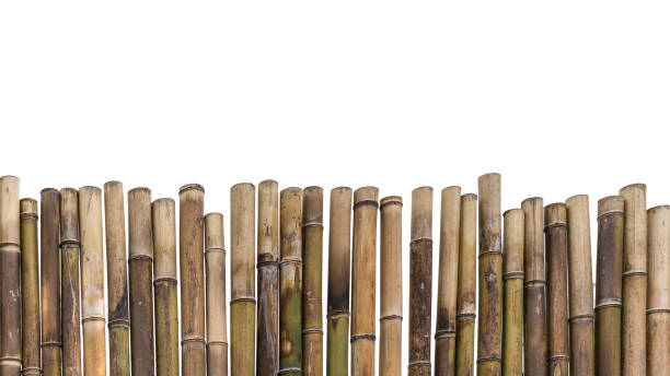 istock The edge of a bamboo wall isolated on a white background. 1198005435