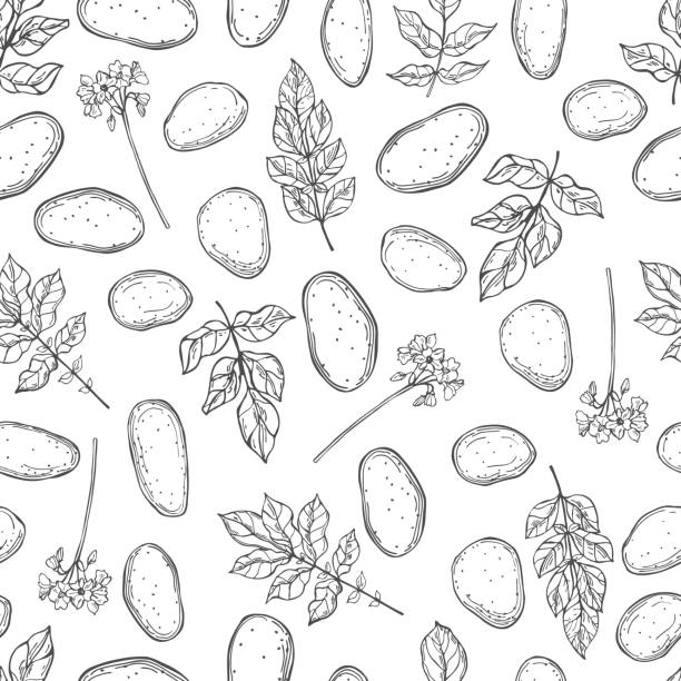 Potato plant. Vector  seamless pattern. Hand drawn potato plant. Vector  seamless pattern. raw potato stock illustrations