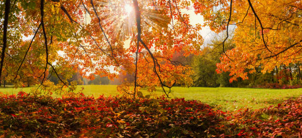 Branches of red oaks hanging down with autumn bright leaves on a blurred background glade and trees in park in backlight, panoramic view