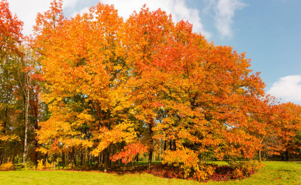группа красных дубов с осенними листьями в парке - glade forest oak tree tree стоковые фото и изображения