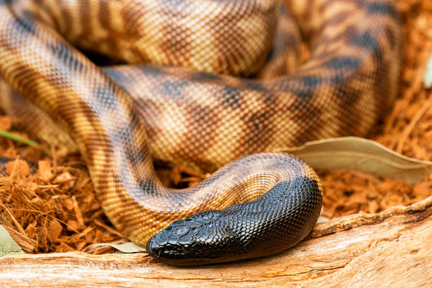 Python Hitam Putih 30+ Black Headed Python Foto Foto Stok, Potret, & Gambar Bebas Royalti ...