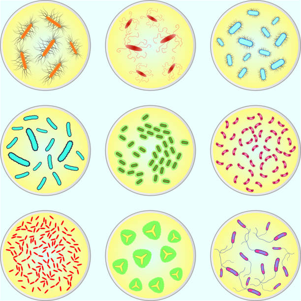 ilustraciones, imágenes clip art, dibujos animados e iconos de stock de imagen estilizada de bacterias de colores - petri dish bacterium virus laboratory