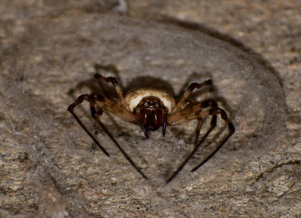 istock Close up of a brown widow spider 1198010464