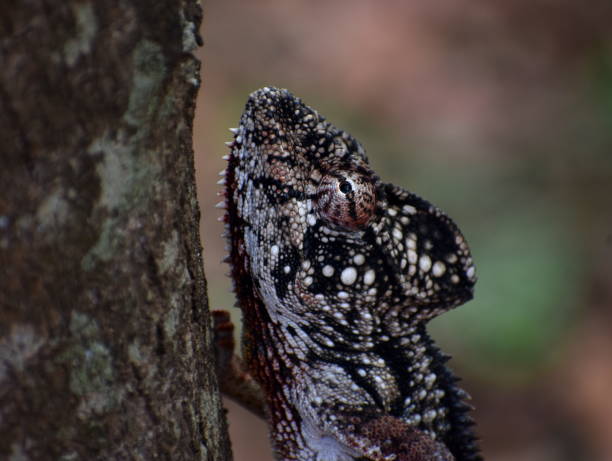 istock Colorful male chameleon climbing a tree 1198010521