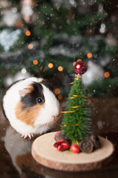 istock Cute guinea pig in front of Christmas tree 1198010530