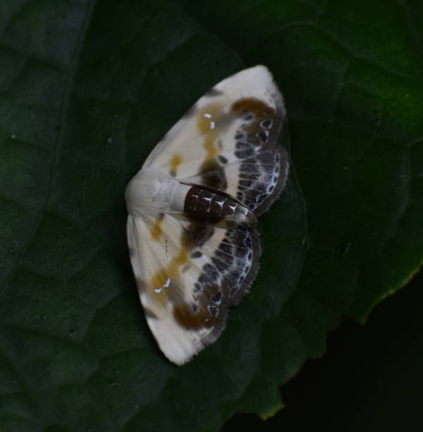istock Colorful moth on a leaf in the Madagascan jungle 1198010546